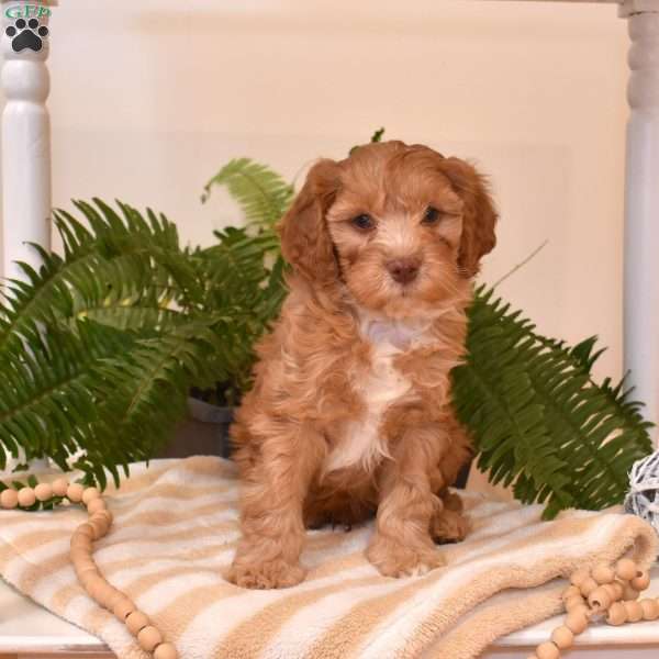 Tucker, Cavapoo Puppy